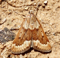 Achyra occidentalis