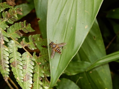 Mallota curvigaster