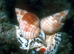 Nassarius glans