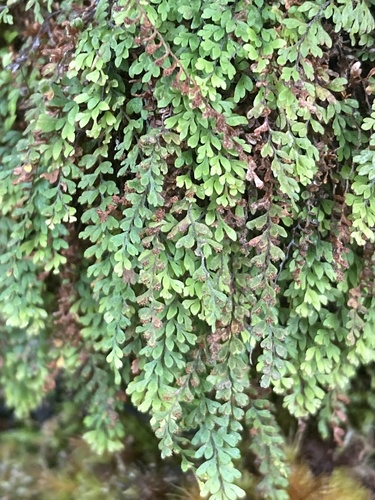 Adenophorus hymenophylloides