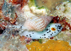 Nassarius glans