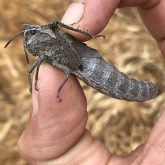 Dracotettix monstrosus