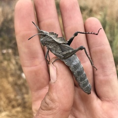 Dracotettix monstrosus