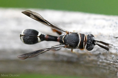 Micrapion bilineatum