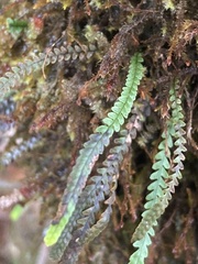 Stenogrammitis saffordii