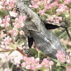 Dracotettix monstrosus