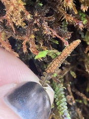 Stenogrammitis saffordii