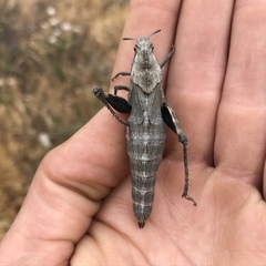 Dracotettix monstrosus