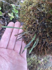 Stenogrammitis saffordii