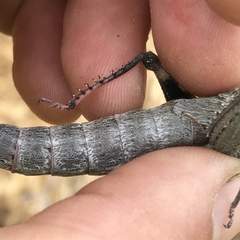 Dracotettix monstrosus