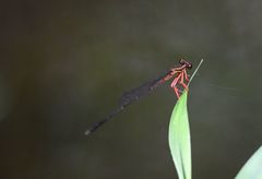 Proplatycnemis sanguinipes