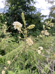 Acaciella