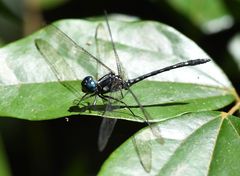 Neodythemis