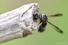 Micrapion bilineatum
