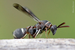 Micrapion bilineatum