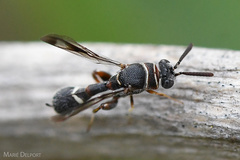 Micrapion bilineatum