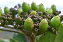 Apiopetalum velutinum