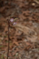 Lactuca graminifolia