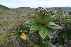Apiopetalum velutinum