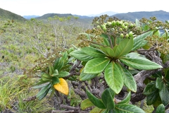 Apiopetalum velutinum