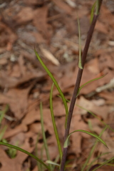 Lactuca graminifolia