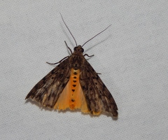 Sommeria meridionalis