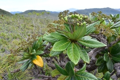 Apiopetalum velutinum