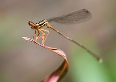 Proplatycnemis sanguinipes