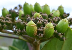 Apiopetalum velutinum