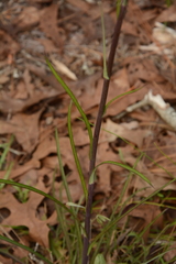Lactuca graminifolia