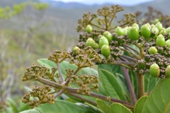 Apiopetalum velutinum
