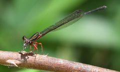 Proplatycnemis sanguinipes