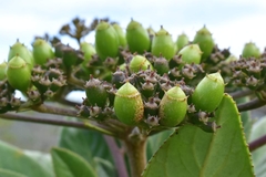 Apiopetalum velutinum