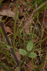 Lactuca graminifolia