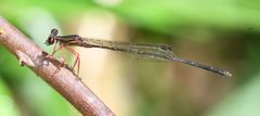 Proplatycnemis sanguinipes