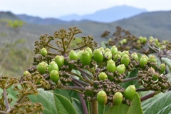 Apiopetalum velutinum