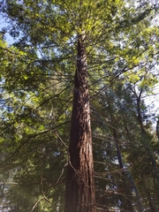 Sequoia sempervirens