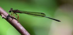 Proplatycnemis sanguinipes