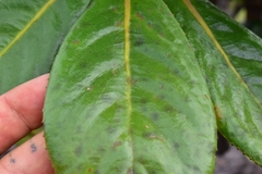 Apiopetalum velutinum