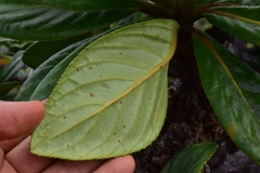 Apiopetalum velutinum