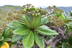 Apiopetalum velutinum