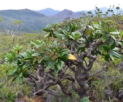 Apiopetalum velutinum