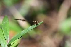 Proplatycnemis sanguinipes
