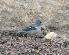Fringilla coelebs africana