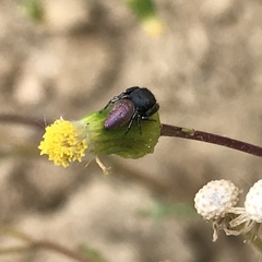 Sassacus