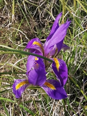 Iris unguicularis carica