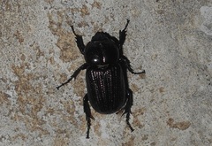Phileurini