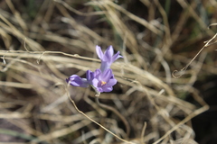 Dipterostemon capitatus