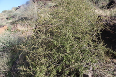 Lycium exsertum