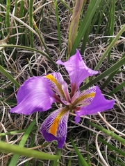 Iris unguicularis carica